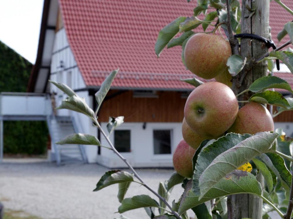 un montón de manzanas en un árbol delante de una casa en Ferienhof Waggershauser en Friedrichshafen