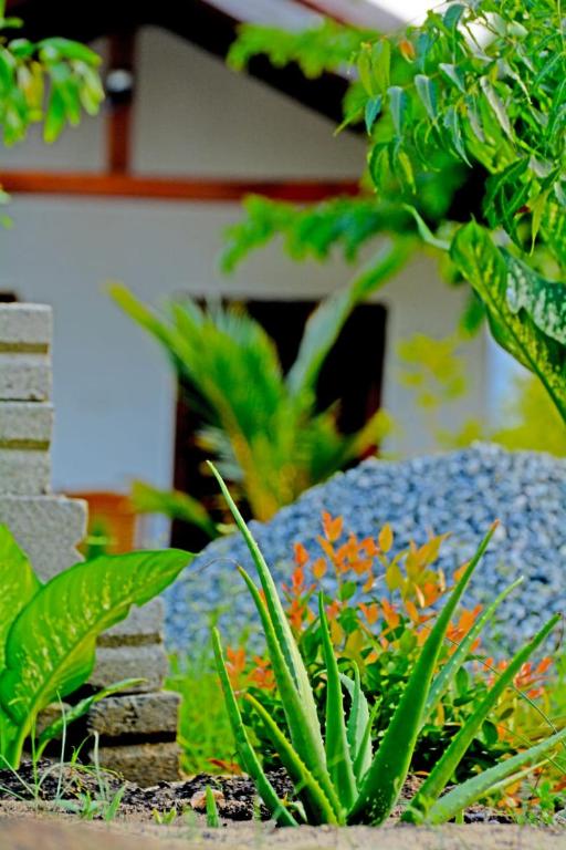 Zahrada ubytování Eco Aloevera Garden