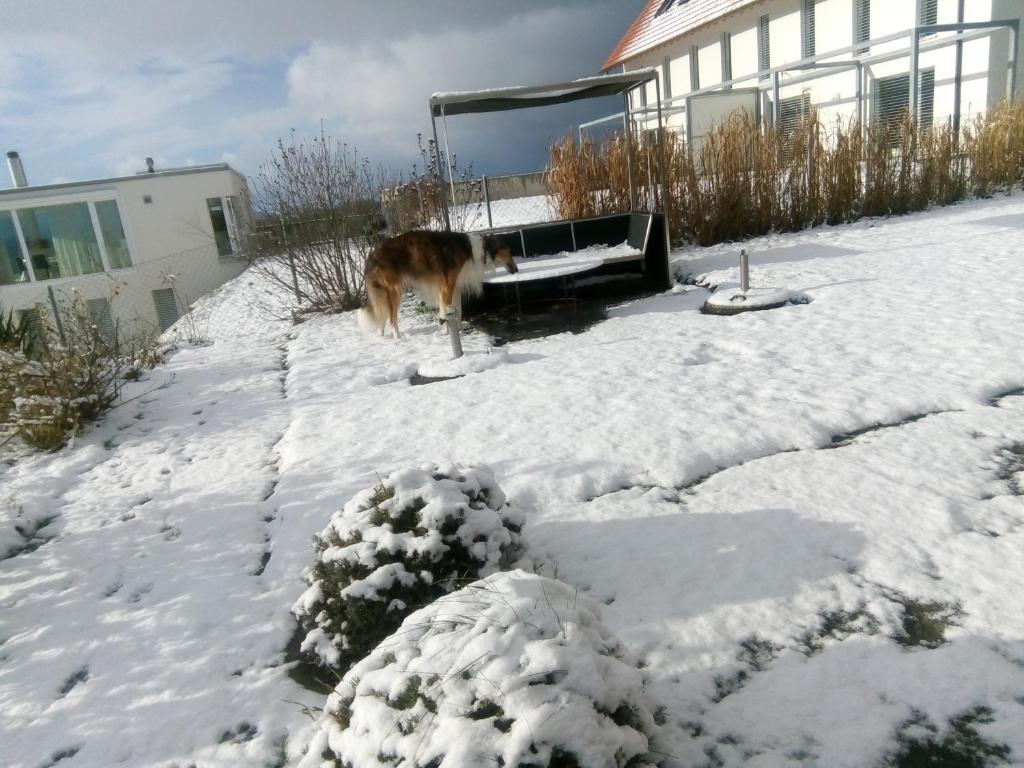 Swiss Borzoi House durante l'inverno