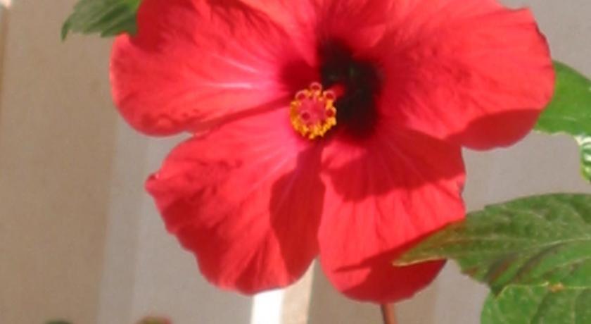 een rode bloem in een vaas naast een plant bij Apartman Hibiskus in Bol
