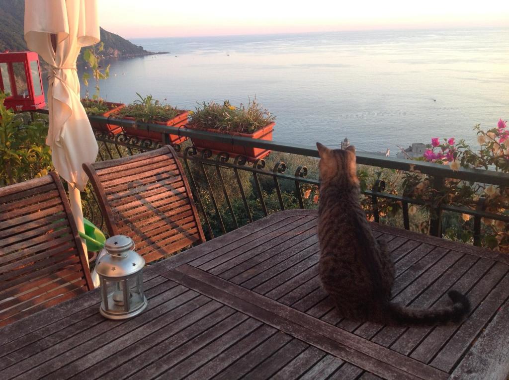a cat sitting on a table looking out at the water at B&B Case Rosse in Camogli