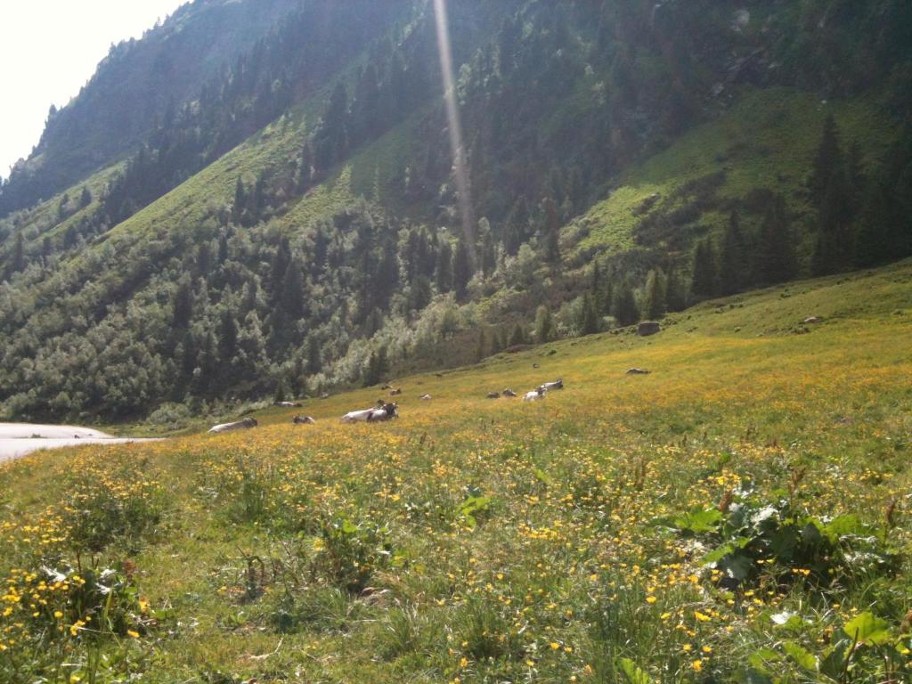 Fotografia z galérie ubytovania Landhaus Auen v Neustift im Stubaital