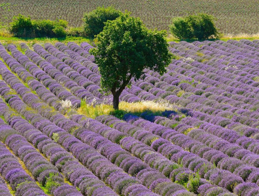 Hotel Cristol - Resim 19