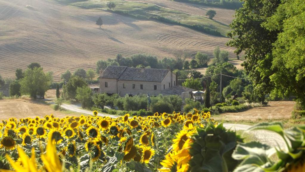 een veld met zonnebloemen voor een huis bij "La Casa degli ulivi Art B&B" in Trecastelli