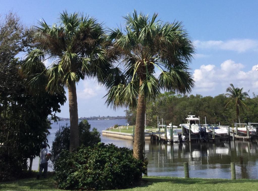 a couple of palm trees next to a marina at A Slice of Paradise in Jensen Beach