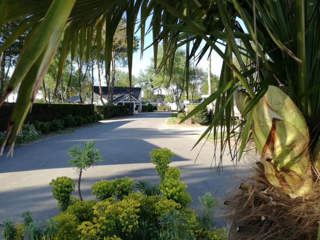Guidel-PlageにあるDomaine Les Jardins de Kergalの椰子の木と道