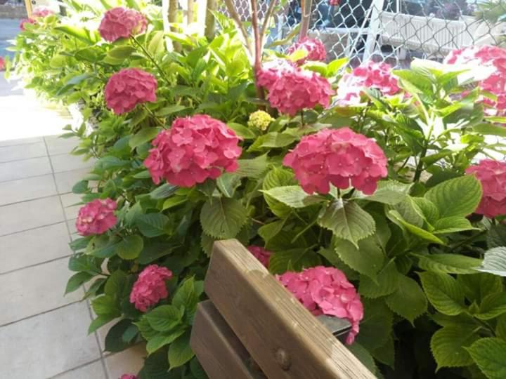 Zahrada ubytování B&B Villa Rocchi