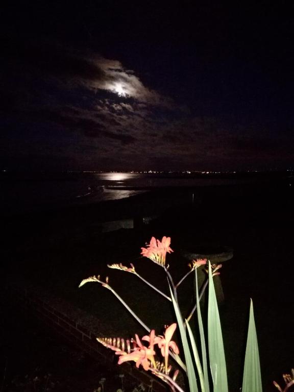 a pink flower in front of the ocean at night at Captains Lodge in Newbiggin-by-the-Sea
