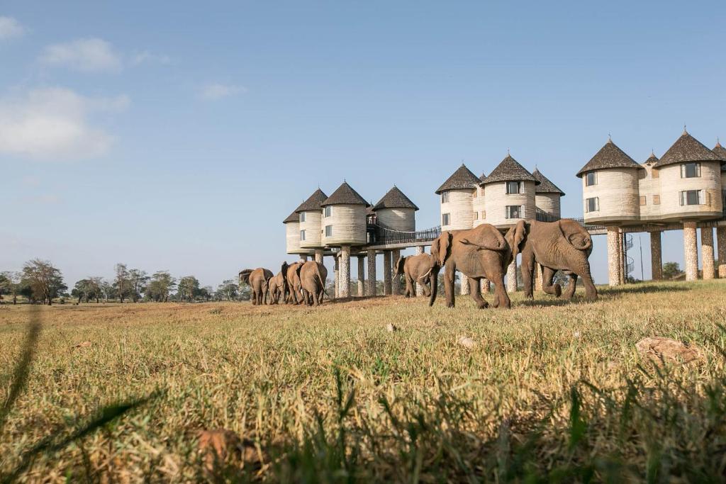 Fotografie z fotogalerie ubytování Salt Lick Safari Lodge v destinaci Tsavo