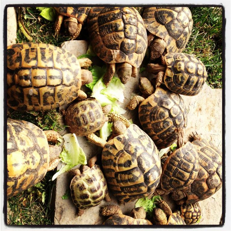 Animais na casa de hóspedes ou nos arredores