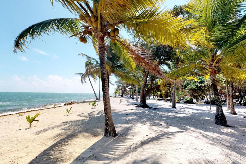a row of palm trees on a sandy beach at Casa Spuntino in Placencia Village