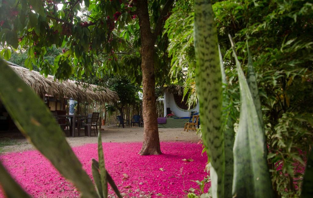 Κήπος έξω από το Hostal Corazón de Tagua