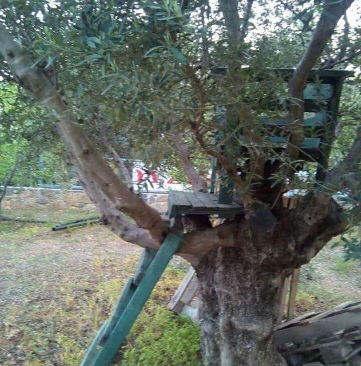 Vonkajšia záhrada v ubytovaní Villa Erato in Kalliope estate