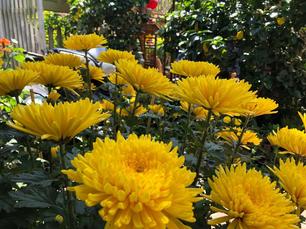 Zahrada ubytování Charming Homestay