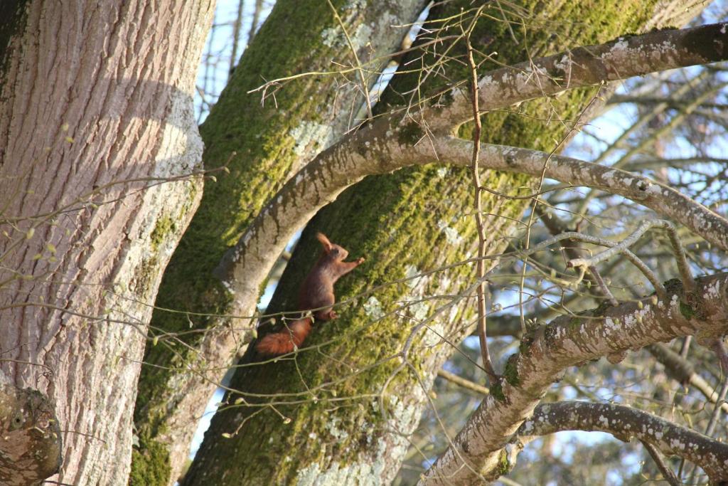 Hosté ubytování Au Cocon de Sologne