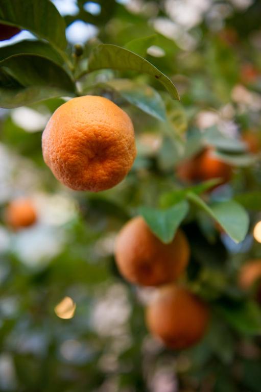 Hotel Degli Aranci - Resim 10