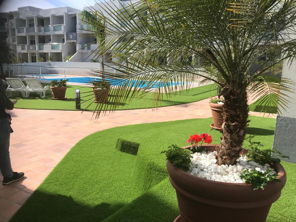 une grande plante en pot avec des fleurs dans une cour dans l'établissement Nice and sunny apartment, à Corralejo