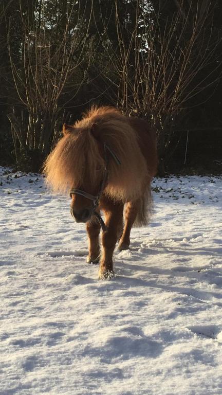 Hotel Gut Moschenhof - Resim 37