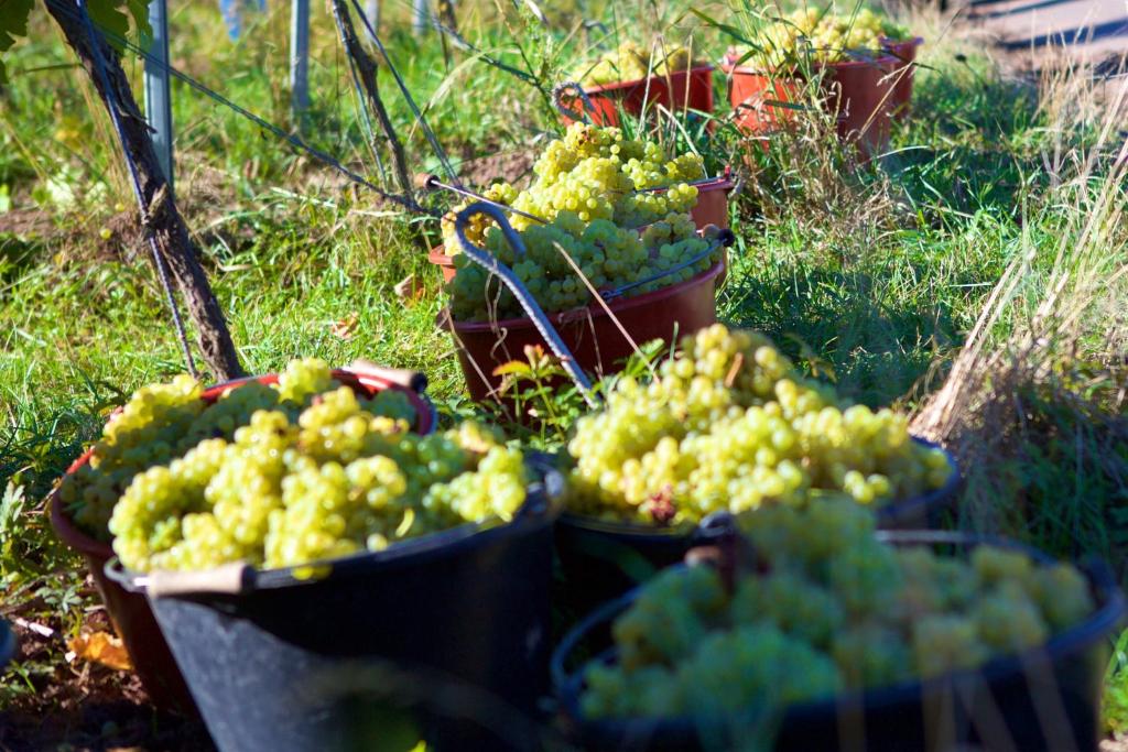 Zahrada ubytování Weinhof am Nussbaum