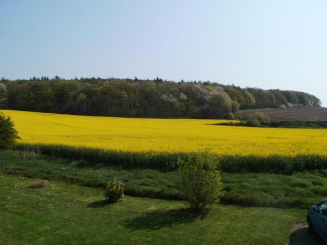 a large yellow field with a car in the foreground at Ferienwohnung Leopold-Risch in Ralswiek