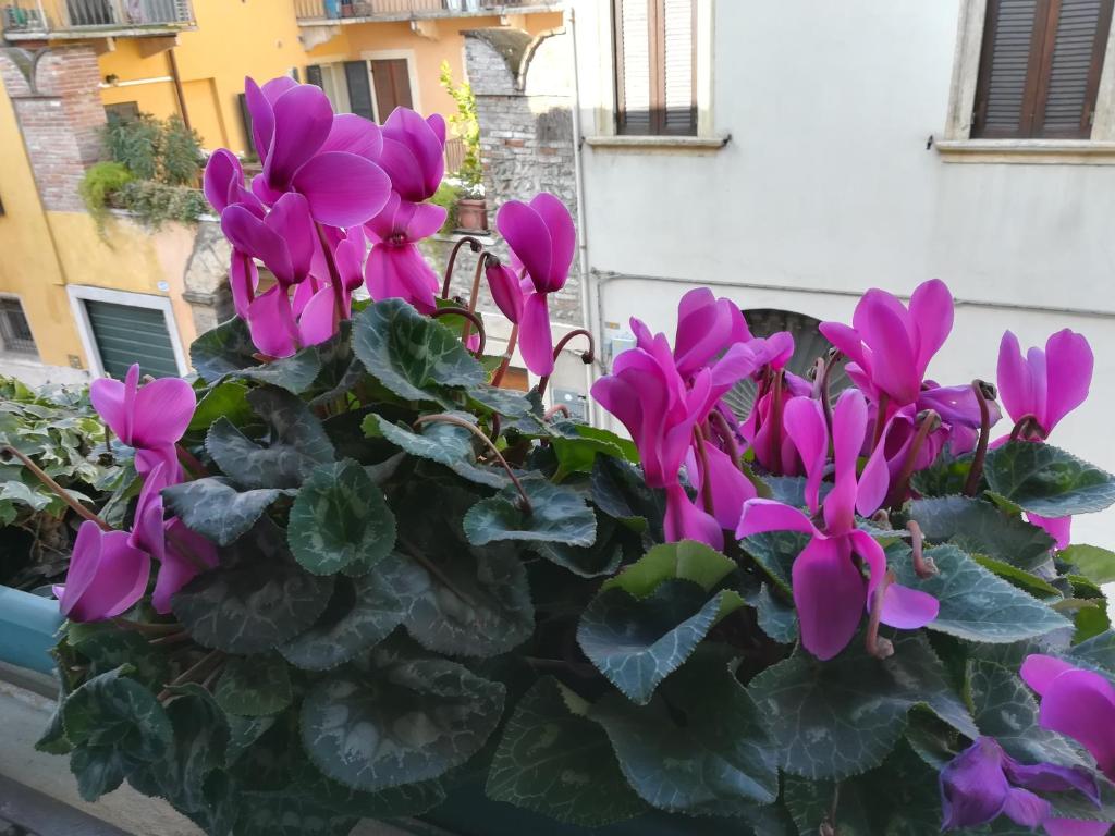 Zahrada ubytování A casa di Luca