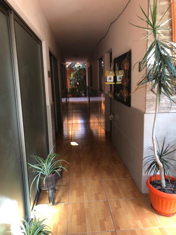 un corridoio con piante in vaso sul pavimento di Casa Alejandra ad Antofagasta