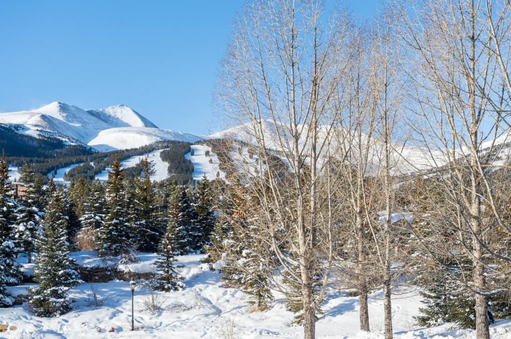 um grupo de árvores na neve com montanhas em Mountain Valley Lodge em Breckenridge