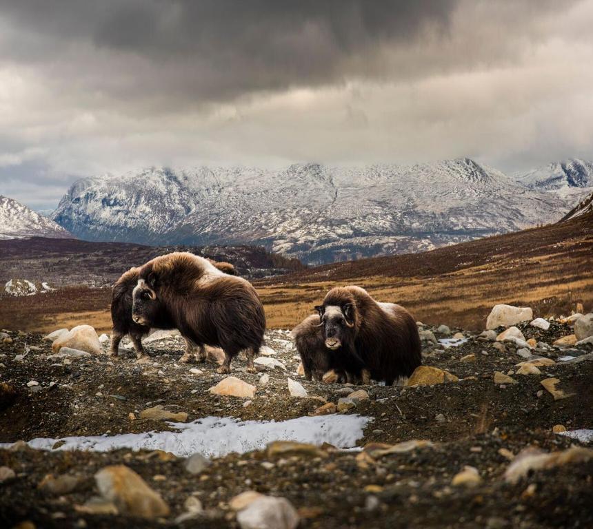 dos animales parados en un campo con montañas en el fondo en Frich`s Oppdalsporten, en Fagerhaug