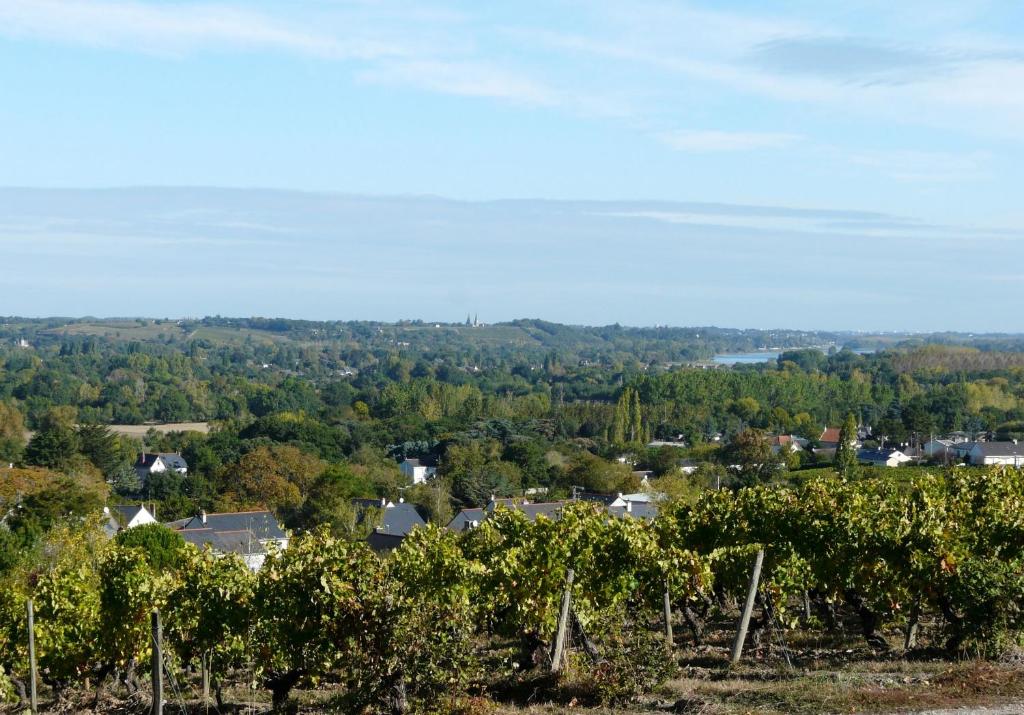 a view of a vineyard from a hill with trees at Clos sainte catherine in Rochefort-sur-Loire