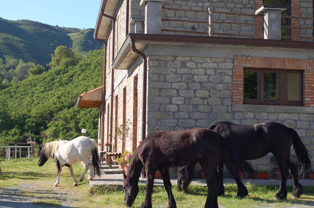 deux chevaux paissant dans l'herbe à côté d'un bâtiment dans l'établissement Agriturismo Il Capitano, à Floresta