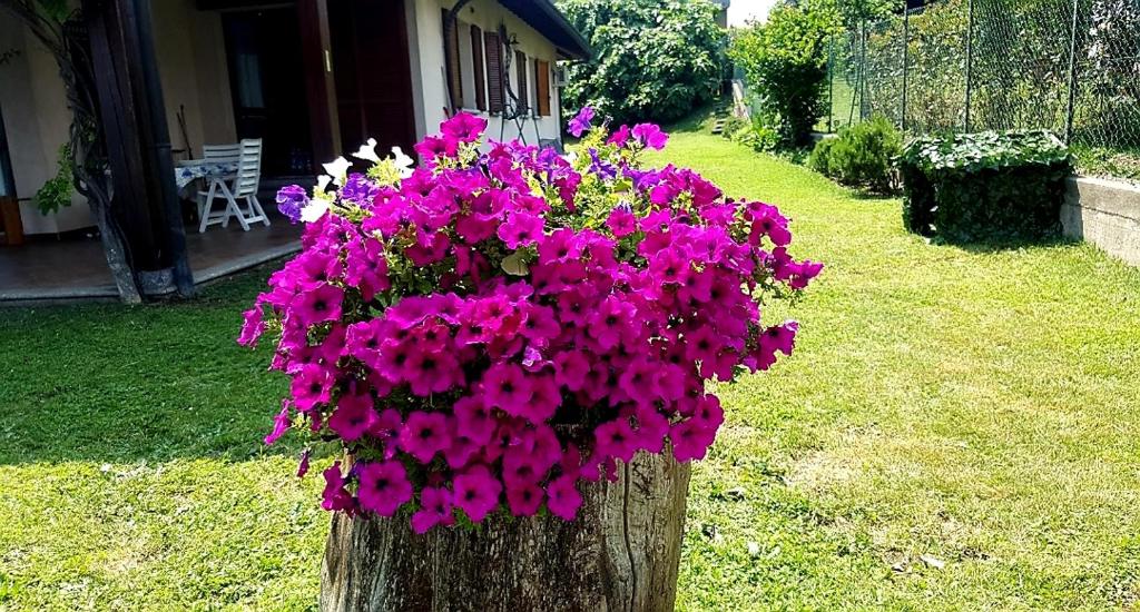 Zahrada ubytování B&B Margot