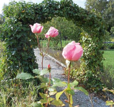 Zahrada ubytování Les Trois Roses