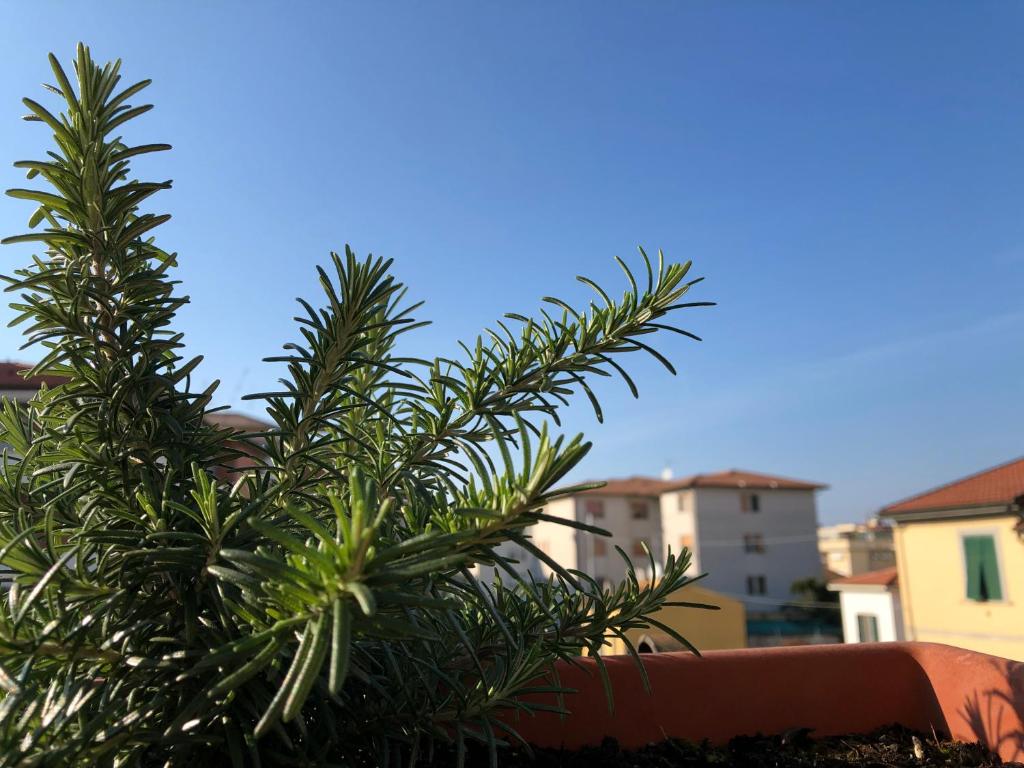 Fotografie z fotogalerie ubytování Da Paola v destinaci Pisa
