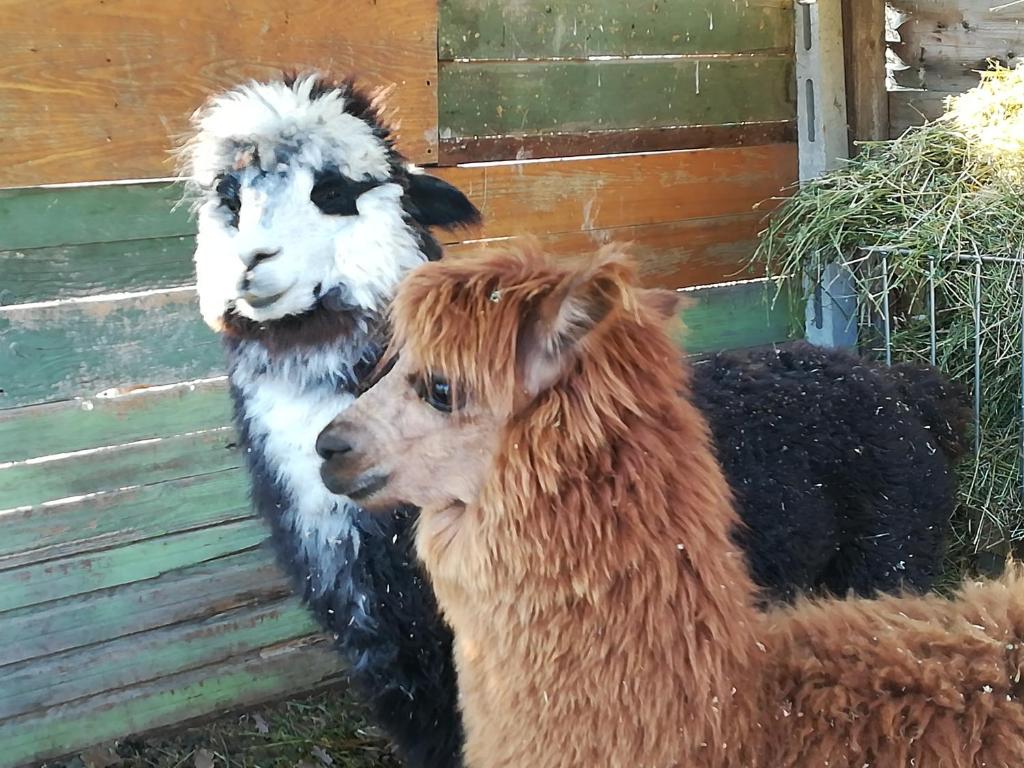 deux chèvres et un chien debout côte à côte dans l'établissement B&B Il Sentiero nel Bosco, à Foligno