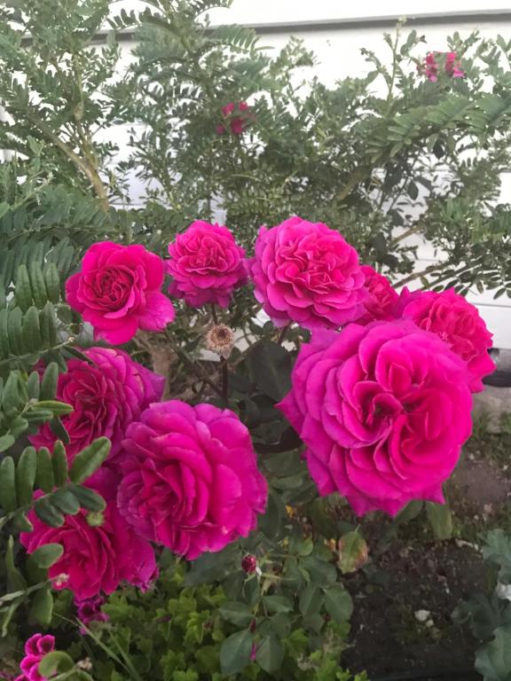 Picton House B&B and Motel - Resim 14