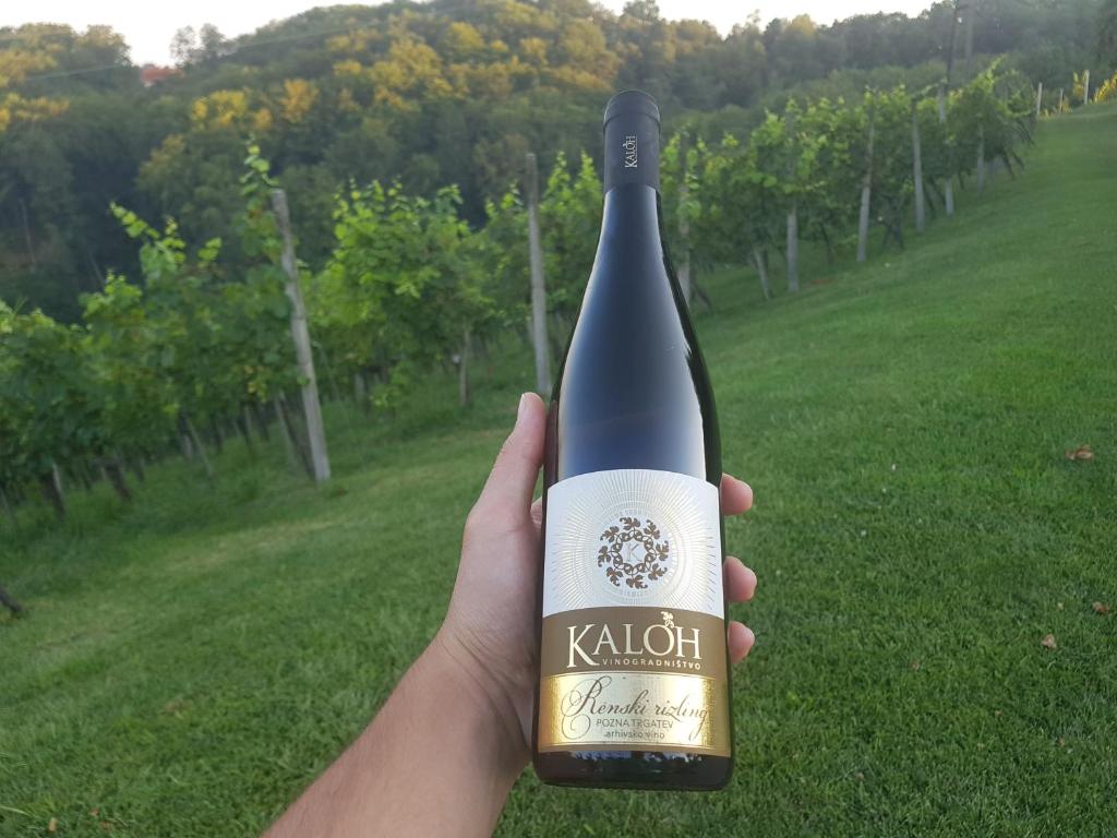 Zahrada ubytování Wine House Kaloh