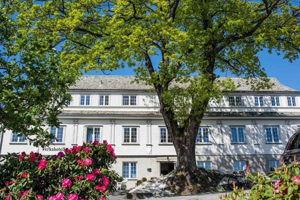 a tree in front of a white building with pink flowers at Verkshotellet Jørpeland in Jørpeland