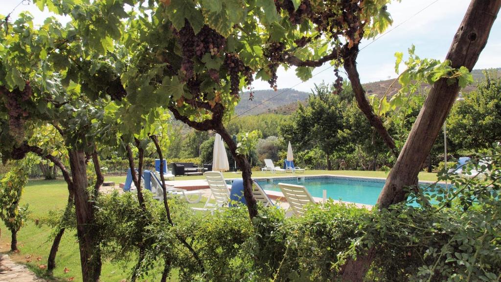 a view of the pool through the trees at Casa dos Araújos in Frechas