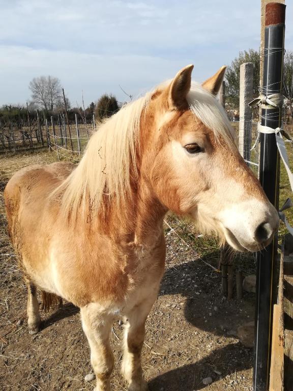 Zvieratá v dovolenkovom dome alebo blízkom okolí