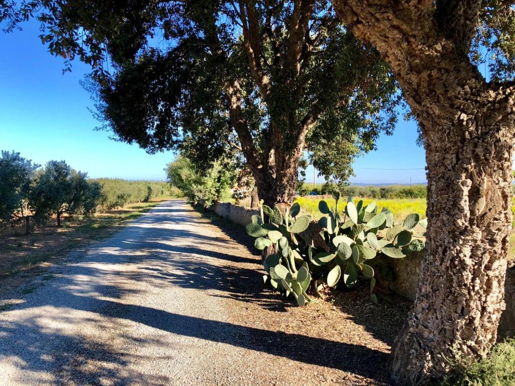 a dirt road with trees and a field of crops at Agriturismo Ristorante Monte Argentario in Monte Argentario