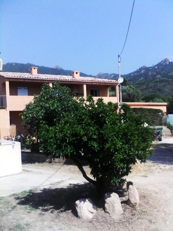 un petit arbre devant une maison dans l'établissement Casapiana 08, à Porto-Vecchio