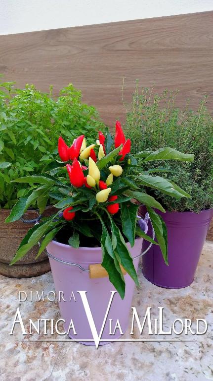 Dimora Antica Via MiLord - 17