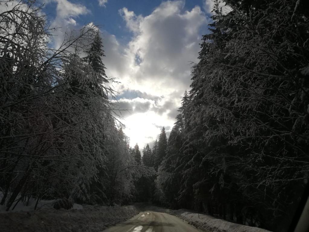a snow covered road with trees and the sun in the sky at Apartmány Grobarčík in Zuberec