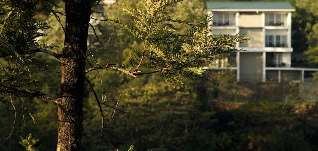 un árbol con un edificio en el fondo en Falcon Crest, en Vagamon