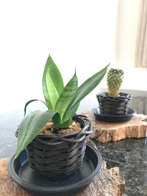  Kactu’s Loft