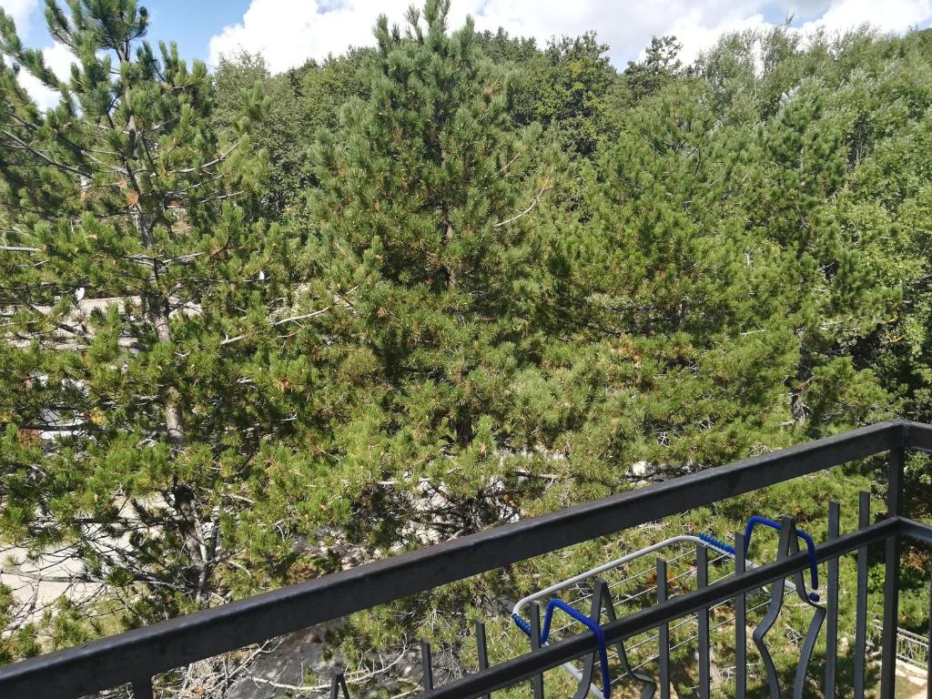 vista dalla cima di un albero di Da Santina a Pieve Santo Stefano