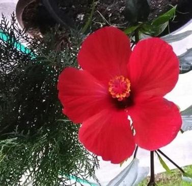 een rode bloem in een vaas op een tafel bij Guest House Kobuleti in Kobuleti