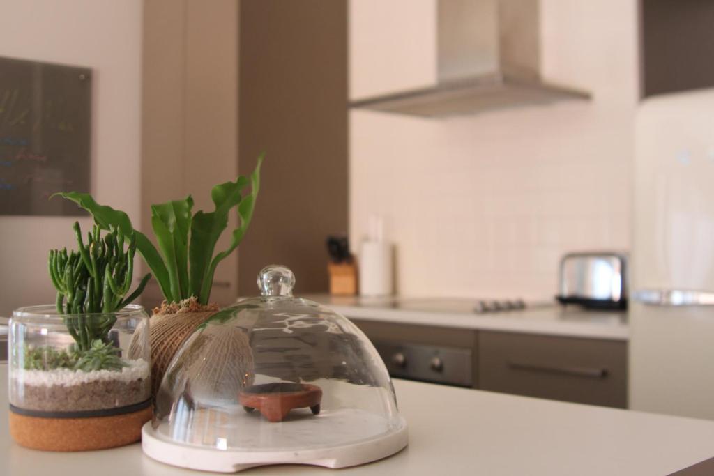eine Küchentheke mit einem Glasbehälter mit Pflanzen in der Unterkunft The Old Federal Coffee Palace in Launceston