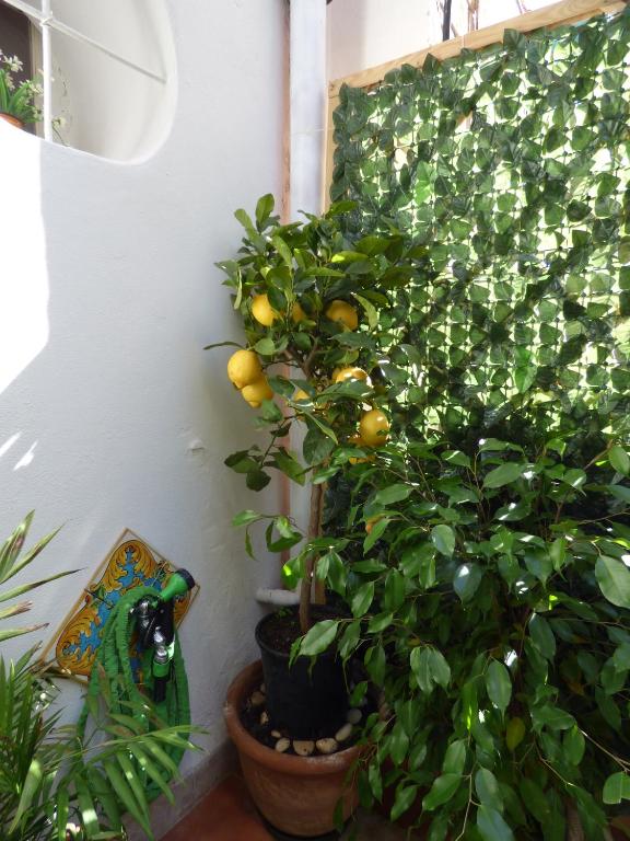 Ogród w obiekcie Casa Sicana
