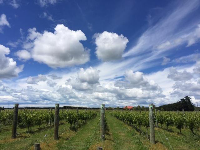 Fotografie z fotogalerie ubytování Romantic Vineyard getaway v destinaci Waipara